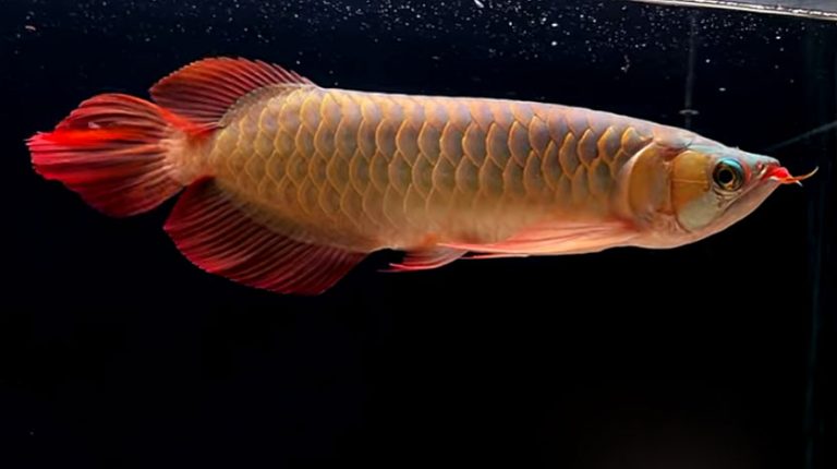 Arwana Super Red, potensi ekonomi ikan air tawar Indonesia – Majalah ...