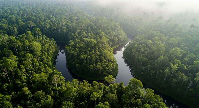 lahan-gambut-hutan-tropis