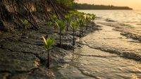 mangrove_ilustrasi_01