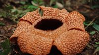 raflesia