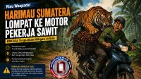 harimau-lompat-ke-motor-pesawit-di-siak