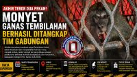 akhir-teror-monyet-dua-pekan-di-tembilahan