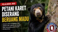 beruang-serang-petani-pelalawan