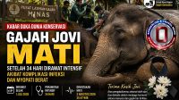 jovi-mati