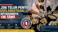 telur-tukik-ditemukan-di-sambas