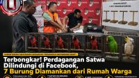 jayapura-satwadilindungi