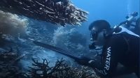 tangkapan-layar-wna-china-bunuh-penyu-raja-ampat
