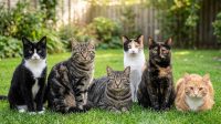 warna-bulu-kucing