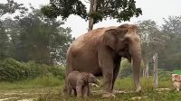 bayi-gajah-ganesha