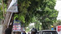 iklan-pohon-ala-pekanbaru